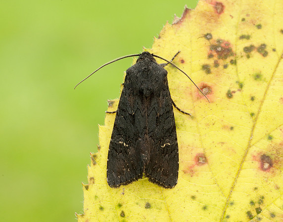 73.233 BF2232 Black Rustic Aporophyla nigra