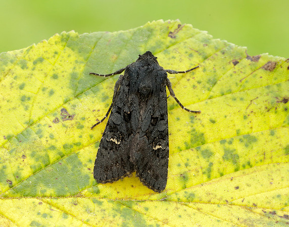 73.233 BF2232 Black Rustic Aporophyla nigra