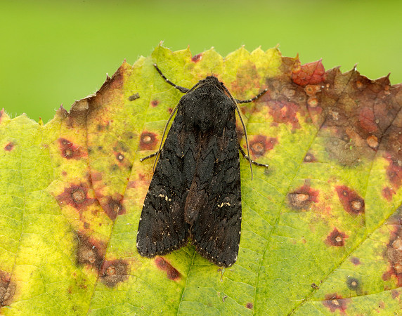 73.233 BF2232 Black Rustic Aporophyla nigra