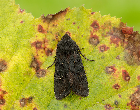 73.233 BF2232 Black Rustic Aporophyla nigra