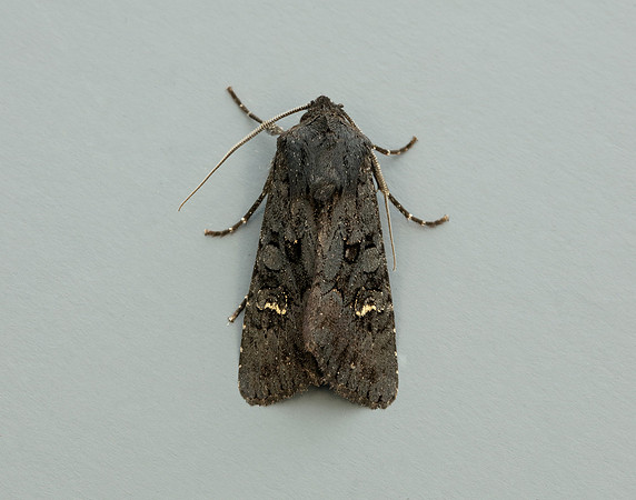 73.233 BF2232 Black Rustic Aporophyla nigra