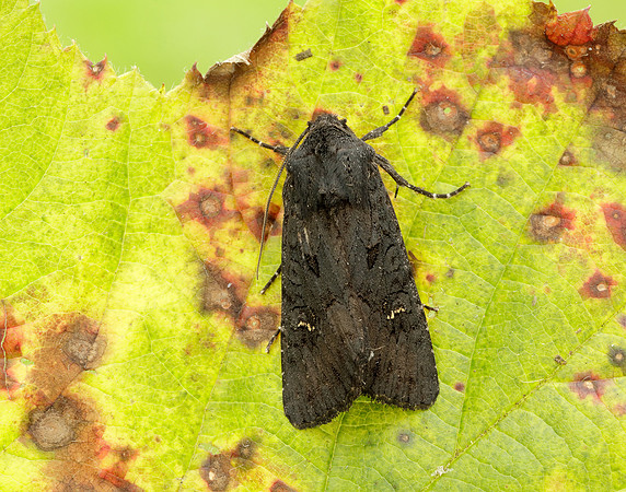 73.233 BF2232 Black Rustic Aporophyla nigra