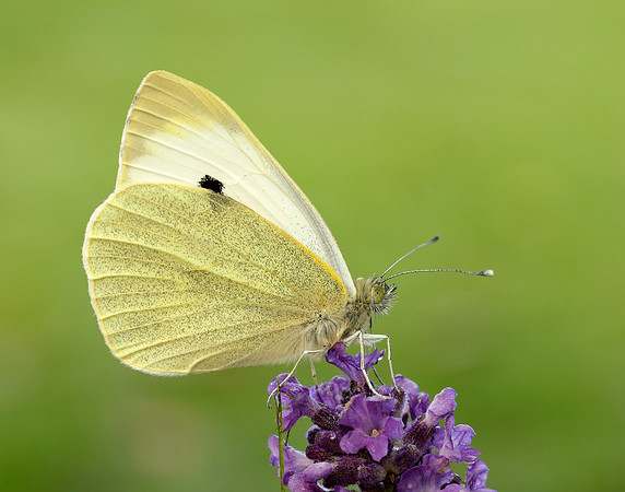 Large White Pieris brassicae