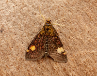 63.006 BF1361 Pyrausta aurata