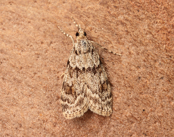 63.064 BF1334 Scoparia ambigualis