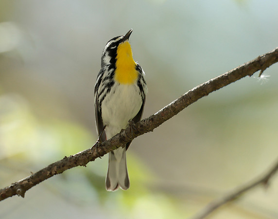Yellow-throated Warbler  Setophaga dominica