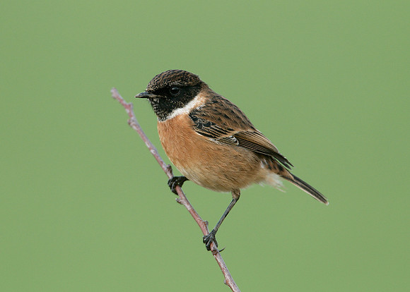 Stonechat Saxicola torquatus