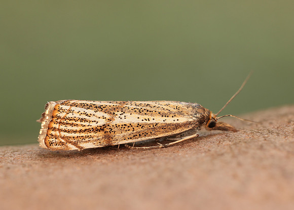 63.107 BF1321 Thisanotia chrysonuchella