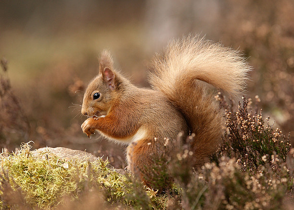 Red Squirrel Sciurus vulgaris