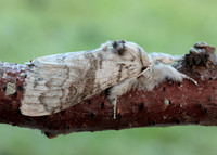 72.015 BF2028 Pale Tussock Calliteara pudibunda