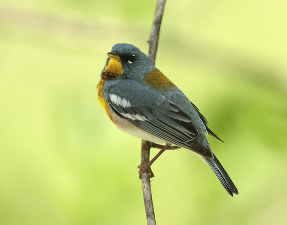 Northern Parula