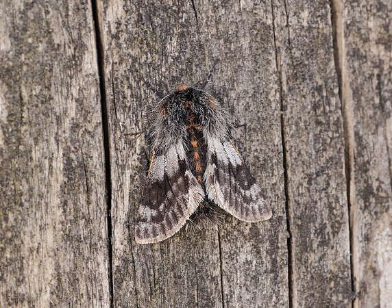 70.249 BF1929 Rannoch Brindled Beauty Lycia lapponaria