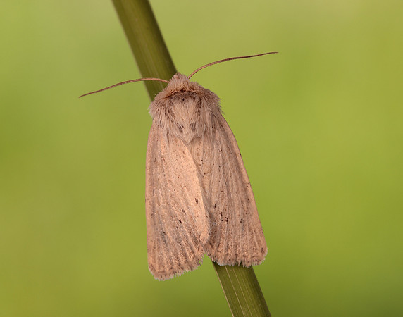 73.149 BF2347  Concolorous Photedes extrema