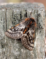 70.249 BF1929 Rannoch Brindled Beauty Lycia lapponaria