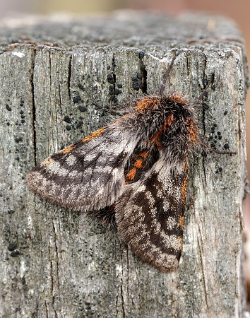 70.249 BF1929 Rannoch Brindled Beauty Lycia lapponaria