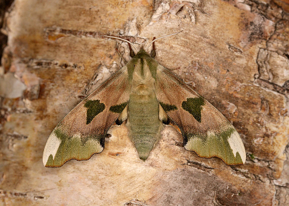 Lime Hawk-moth Mimas tiliae