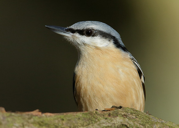 Nuthatch Sitta europaea