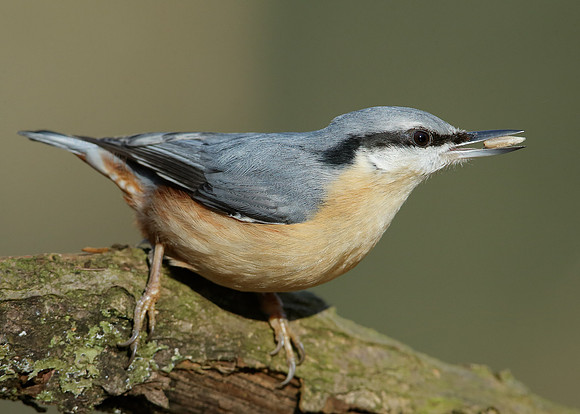 Nuthatch Sitta europaea