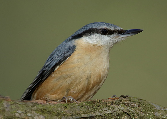 Nuthatch Sitta europaea