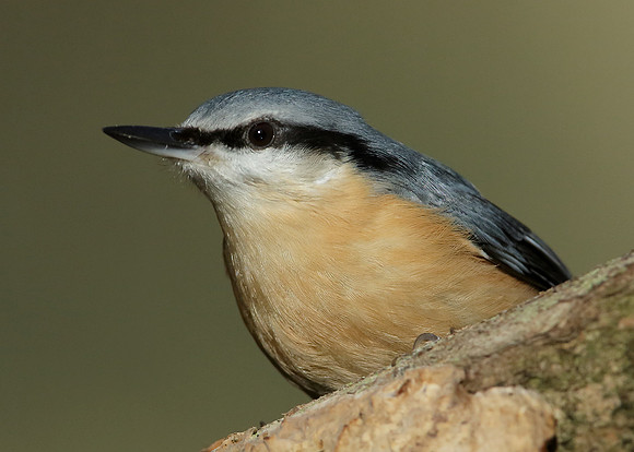 Nuthatch Sitta europaea