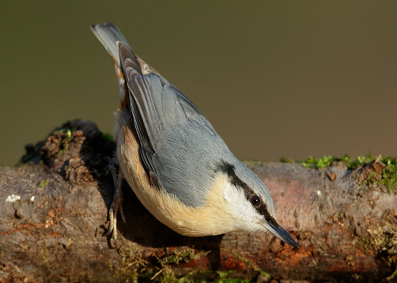 Nuthatch Sitta europaea