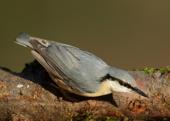 Nuthatch Sitta europaea