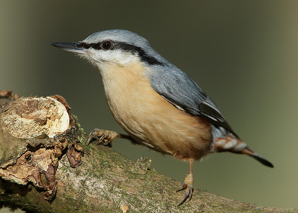 Nuthatch Sitta europaea