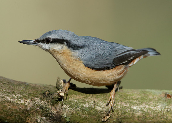 Nuthatch Sitta europaea