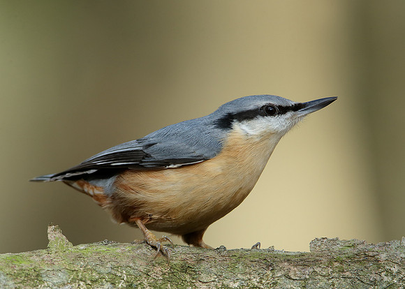 Nuthatch Sitta europaea