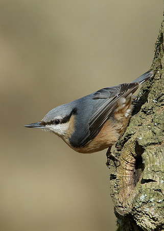 Nuthatch Sitta europaea