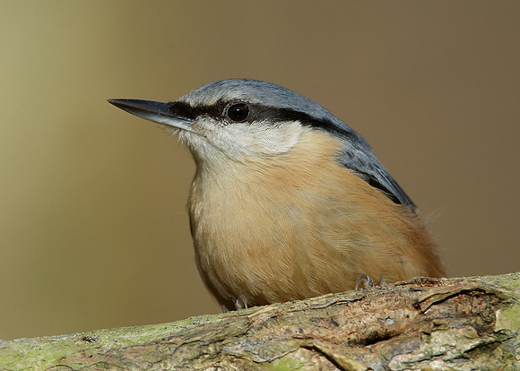 Nuthatch Sitta europaea