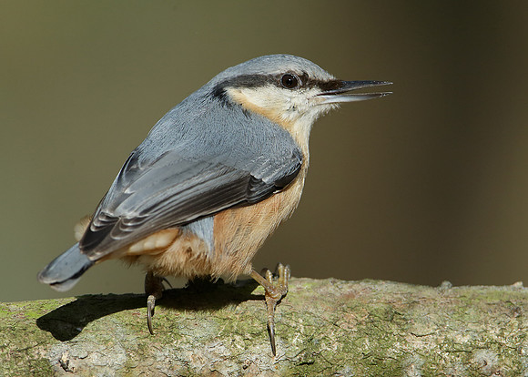 Nuthatch Sitta europaea