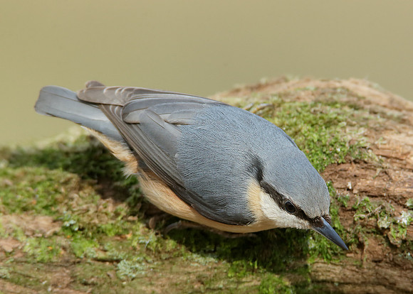 Nuthatch Sitta europaea