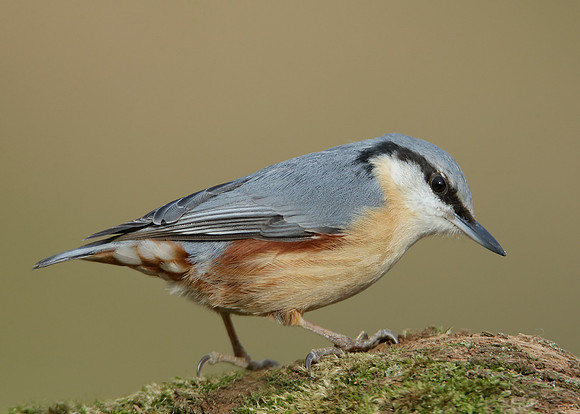 Nuthatch Sitta europaea