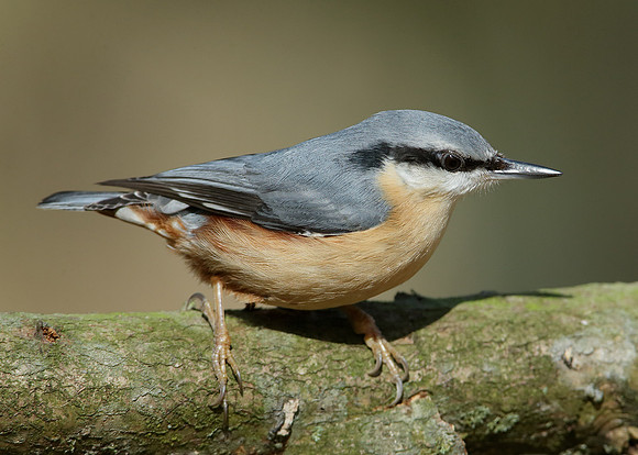 Nuthatch Sitta europaea