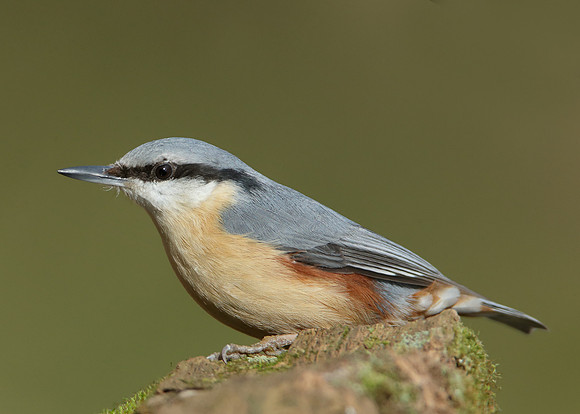 Nuthatch Sitta europaea