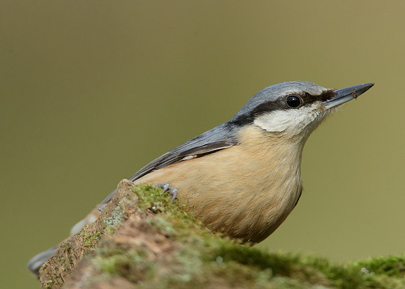 Nuthatch Sitta europaea