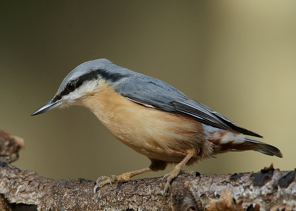 Nuthatch Sitta europaea