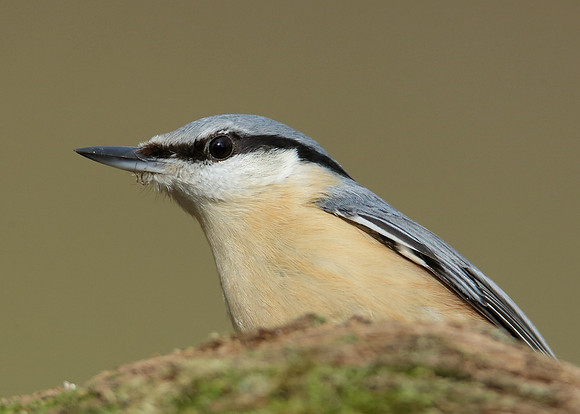 Nuthatch Sitta europaea