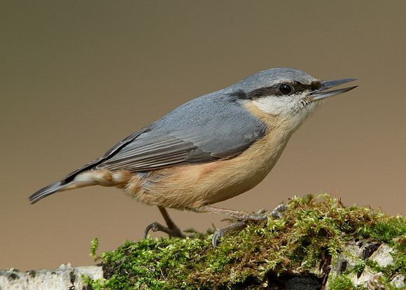 Nuthatch Sitta europaea