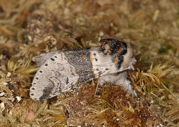 71.005 BF1997 Sallow Kitten Furcula furcula