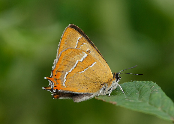 Brown Hairstreak Thecla betulae