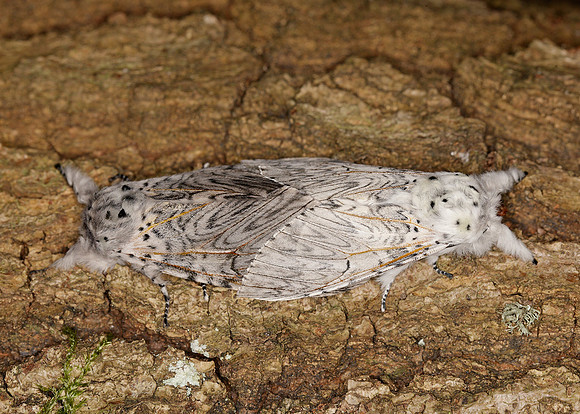71.003 BF1995 Puss Moth Cerura vinula