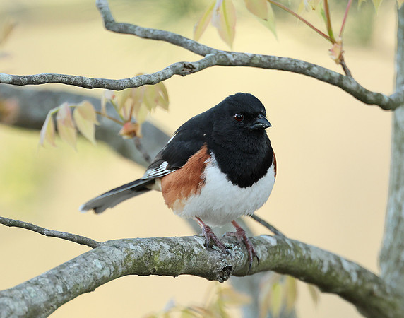 Eastern Towhee Pipilo erythrophthalmus