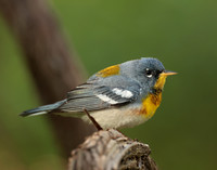 Northern Parula