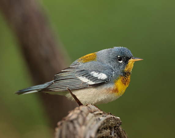 Northern Parula