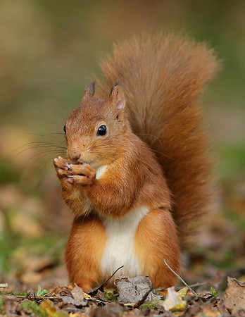 Red Squirrel Sciurus vulgaris