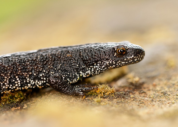 Great Crested Newt Triturus cristatus;
