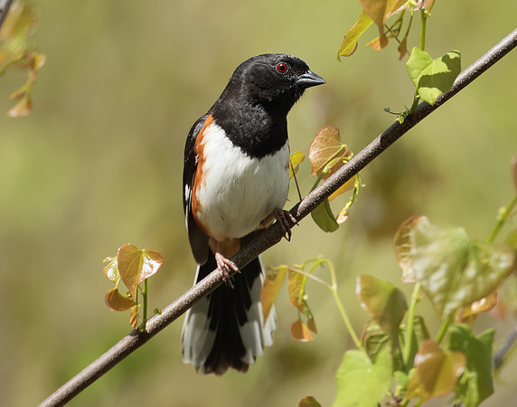 Eastern Towhee Pipilo erythrophthalmus