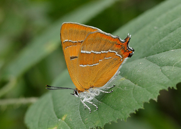 Brown Hairstreak Thecla betulae